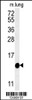 Western blot analysis of IFT20 Antibody in mouse lung tissue lysates (35ug/lane)