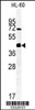 Western blot analysis of FKBPL Antibody in HL-60 cell line lysates (35ug/lane)