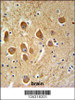 SAMD9L Antibody IHC analysis in formalin fixed and paraffin embedded human brain tissue followed by peroxidase conjugation of the secondary antibody and DAB staining.