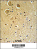 FAM92A1 Antibody IHC analysis in formalin fixed and paraffin embedded human brain tissue followed by peroxidase conjugation of the secondary antibody and DAB staining.
