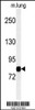 Western blot analysis of MAP3K11 Antibody in mouse lung tissue lysates (35ug/lane)