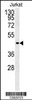 Western blot analysis of FFAR3 Antibody in Jurkat cell line lysates (35ug/lane)