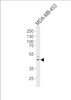 Western blot analysis of lysate from MDA-MB-453 cell line, using IL5RA Antibody at 1:1000 at each lane.