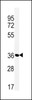 Western blot analysis of MFRN2 Antibody in Jurkat cell line lysates (35ug/lane)
