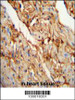 MYOZ1 Antibody immunohistochemistry analysis in formalin fixed and paraffin embedded mouse heart tissue followed by peroxidase conjugation of the secondary antibody and DAB staining.