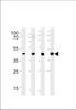 Western blot analysis in 293, LNCaP, PC-3, NCI-H292 cell line lysates (35ug/lane) .