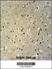 TTC26 Antibody immunohistochemistry analysis in formalin fixed and paraffin embedded human brain tissue followed by peroxidase conjugation of the secondary antibody and DAB staining.