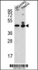 Western blot analysis in NCI-H460, HepG2 cell line lysates (35ug/lane) .This demonstrates the ACTL6B antibody detected the ACTL6B protein (arrow) .