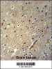 ACTL6B Antibody immunohistochemistry analysis in formalin fixed and paraffin embedded human brain tissue followed by peroxidase conjugation of the secondary antibody and DAB staining.