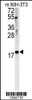 Western blot analysis in mouse NIH-3T3 cell line lysates (35ug/lane) .