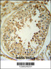 CPNE8 Antibody immunohistochemistry analysis in formalin fixed and paraffin embedded human testis tissue followed by peroxidase conjugation of the secondary antibody and DAB staining.