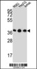 Western blot analysis in K562, HepG2, Jurkat cell line lysates (35ug/lane) .