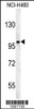 Western blot analysis in NCI-H460 cell line lysates (35ug/lane) .