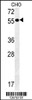 Western blot analysis in CHO cell line lysates (35ug/lane) .