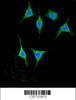 Confocal immunofluorescent analysis of AMY2A Antibody with 293 cell followed by Alexa Fluor 488-conjugated goat anti-rabbit lgG (green) . DAPI was used to stain the cell nuclear (blue) .