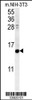 Western blot analysis in mouse NIH-3T3 cell line lysates (35ug/lane) .