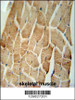 CRLS1 Antibody immunohistochemistry analysis in formalin fixed and paraffin embedded human skeletal muscle followed by peroxidase conjugation of the secondary antibody and DAB staining.