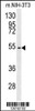 Western blot analysis in mouse NIH-3T3 cell line lysates (35ug/lane) .