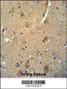 C7orf28A Antibody immunohistochemistry analysis in formalin fixed and paraffin embedded human brain tissue followed by peroxidase conjugation of the secondary antibody and DAB staining.