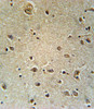 TXTP Antibody immunohistochemistry analysis in formalin fixed and paraffin embedded human brain tissue followed by peroxidase conjugation of the secondary antibody and DAB staining.
