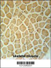 RPS3A Antibody immunohistochemistry analysis in formalin fixed and paraffin embedded human skeletal muscle followed by peroxidase conjugation of the secondary antibody and DAB staining.
