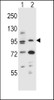 Western blot analysis in mouse NIH-3T3 (lane 1) , T47D cell line (lane 2) lysates (35ug/lane) .