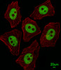 Immunofluorescent analysis of A549 cells, using XRCC1 Antibody . Antibody was diluted at 1:25 dilution. Alexa Fluor 488-conjugated goat anti-rabbit lgG at 1:400 dilution was used as the secondary antibody (green) . Cytoplasmic actin was counterstained with Dylight Fluor 554 (red) conjugated Phalloidin (red) .