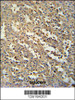 C19orf39 Antibody immunohistochemistry analysis in formalin fixed and paraffin embedded human spleen tissue followed by peroxidase conjugation of the secondary antibody and DAB staining.