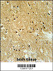 IPO9 Antibody immunohistochemistry analysis in formalin fixed and paraffin embedded human brain tissue followed by peroxidase conjugation of the secondary antibody and DAB staining.