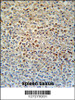 SLC4A7 Antibody immunohistochemistry analysis in formalin fixed and paraffin embedded human spleen tissue followed by peroxidase conjugation of the secondary antibody and DAB staining.