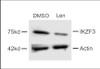 Western blot analysis of extracts from MM cells, treated with DMSO or lenalidomide, using rabbit polyclonal IKZF3 Antibody .