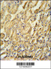 BTBD9 Antibody immunohistochemistry analysis in formalin fixed and paraffin embedded mouse kidney tissue followed by peroxidase conjugation of the secondary antibody and DAB staining.