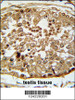 SPAG1 Antibody immunohistochemistry analysis in formalin fixed and paraffin embedded human testis tissue followed by peroxidase conjugation of the secondary antibody and DAB staining.