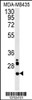 Western blot analysis in MDA-MB435 cell line lysates (15ug/lane) .