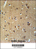 PRG2 Antibody immunohistochemistry analysis in formalin fixed and paraffin embedded human brain tissue followed by peroxidase conjugation of the secondary antibody and DAB staining.