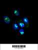 Confocal immunofluorescent analysis of FOXP2 Antibody with HepG2 cell followed by Alexa Fluor 488-conjugated goat anti-rabbit lgG (green) . DAPI was used to stain the cell nuclear (blue) .