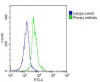 Overlay histogram showing THP-1 cells stained with Antibody (green line) . The cells were fixed with 2% paraformaldehyde (10 min) and then permeabilized with 90% methanol for 10 min. The cells were then icubated in 2% bovine serum albumin to block non-specific protein-protein interactions followed by the antibody (1:25 dilution) for 60 min at 37ºC. The secondary antibody used was Goat-Anti-Rabbit IgG, DyLight 488 Conjugated Highly Cross-Adsorbed (OH191631) at 1/200 dilution for 40 min at 37ºC. Isotype control antibody (blue line) was rabbit IgG (1ug/1x10^6 cells) used under the same conditions. Acquisition of >10, 000 events was performed.