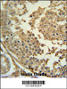 SYN3 Antibody immunohistochemistry analysis in formalin fixed and paraffin embedded human testis tissue followed by peroxidase conjugation of the secondary antibody and DAB staining.