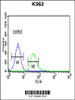 Flow cytometric analysis of K562 cells (right histogram) compared to a negative control cell (left histogram) .FITC-conjugated goat-anti-rabbit secondary antibodies were used for the analysis.