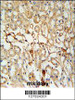 KCNV1 Antibody immunohistochemistry analysis in formalin fixed and paraffin embedded mouse kidney tissue followed by peroxidase conjugation of the secondary antibody and DAB staining.