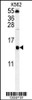 Western blot analysis in K562 cell line lysates (35ug/lane) .