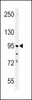 Western blot analysis in K562 cell line lysates (35ug/lane) .