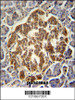 GCH1 Antibody immunohistochemistry analysis in formalin fixed and paraffin embedded human pancreas followed by peroxidase conjugation of the secondary antibody and DAB staining.