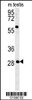 Western blot analysis in mouse testis tissue lysates (35ug/lane) .