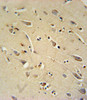 TC10 Antibody immunohistochemistry analysis in formalin fixed and paraffin embedded human brain tissue followed by peroxidase conjugation of the secondary antibody and DAB staining.