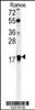 Western blot analysis in Ramos cell line lysates (35ug/lane) .