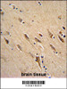 ARF1 Antibody immunohistochemistry analysis in formalin fixed and paraffin embedded human brain tissue followed by peroxidase conjugation of the secondary antibody and DAB staining.