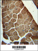 ADSSL1 antibody immunohistochemistry analysis in formalin fixed and paraffin embedded human skeletal muscle followed by peroxidase conjugation of the secondary antibody and DAB staining.