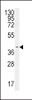 Western blot analysis in Hela cell line lysates (35ug/lane) .