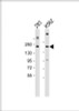 Western Blot at 1:2000 dilution Lane 1: 293 whole cell lysate Lane 2: K562 whole cell lysate Lysates/proteins at 20 ug per lane.